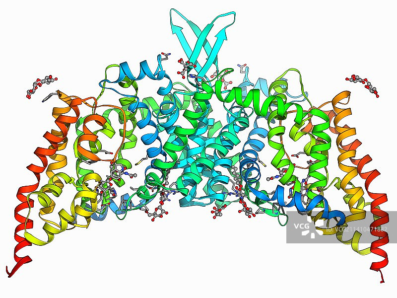 糖类转运蛋白图片素材
