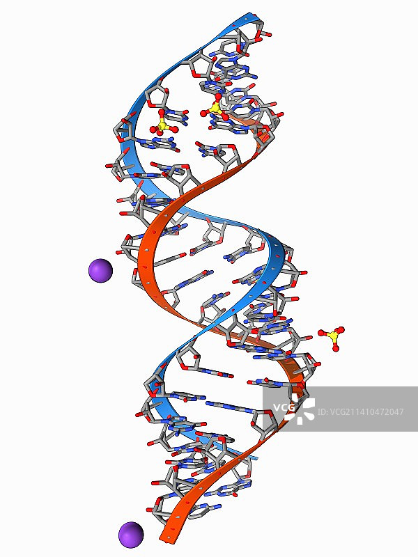 RNA三联体重复序列扩展图片素材