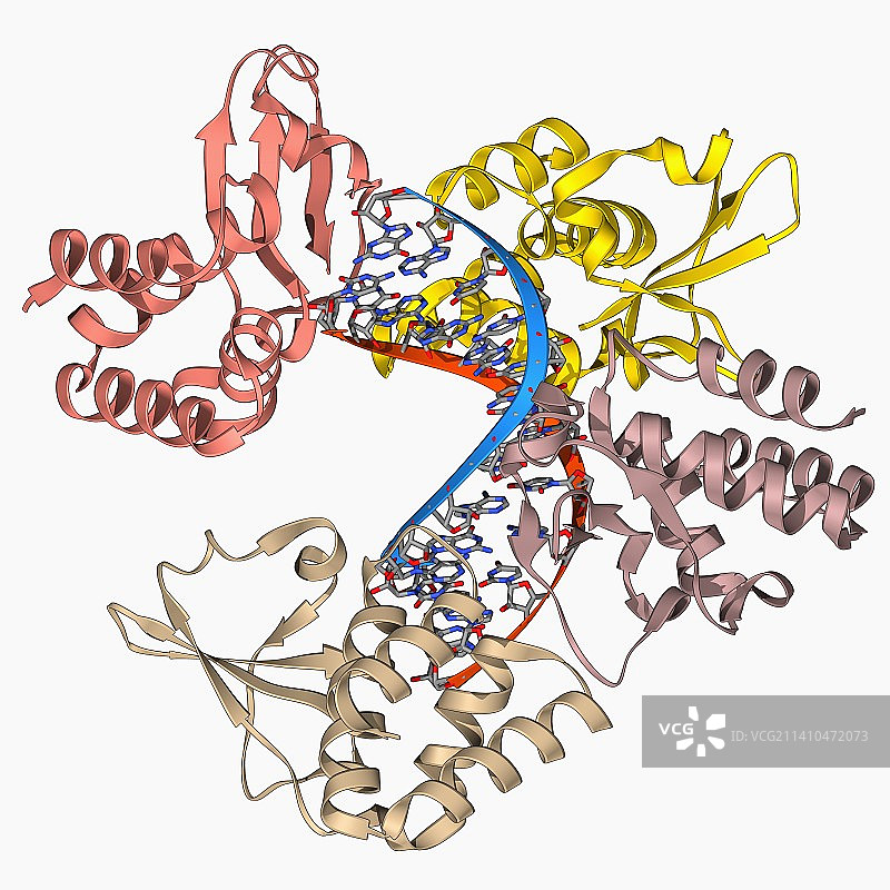 马尔堡病毒蛋白35和RNA图片素材