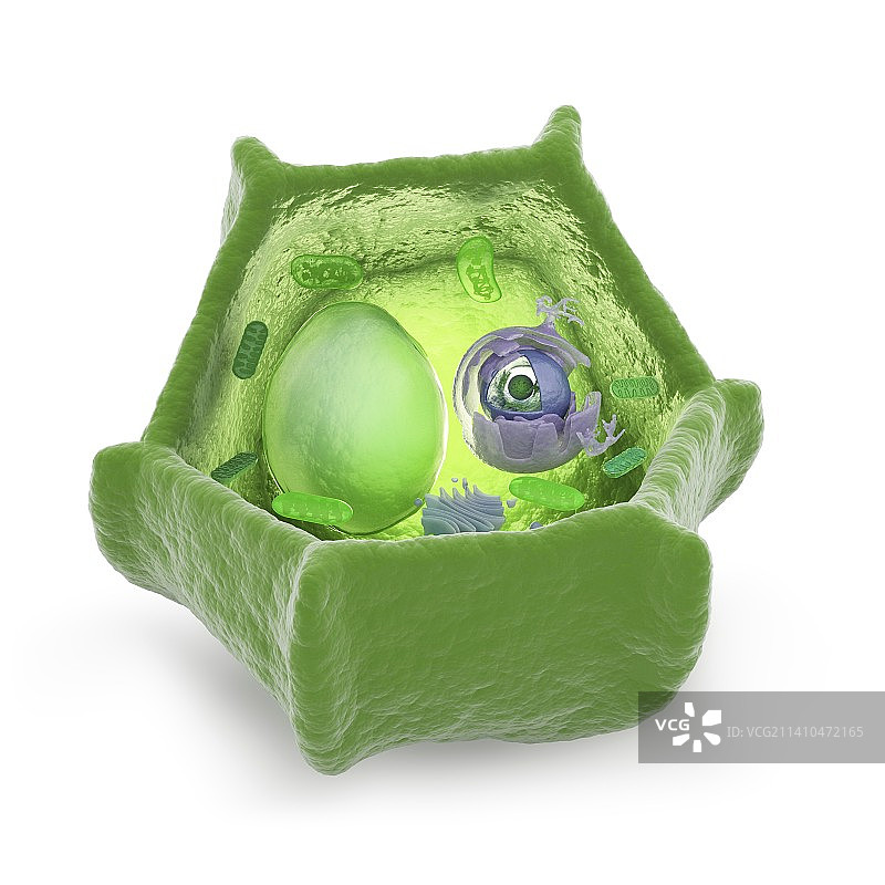 植物细胞艺术作品图片素材