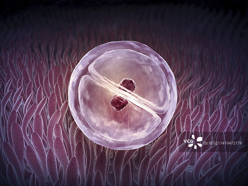 细胞分裂艺术作品图片素材