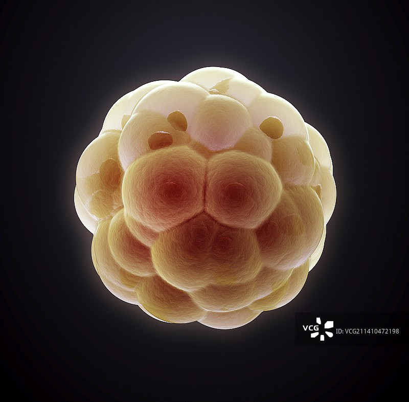 胚胎，艺术作品图片素材