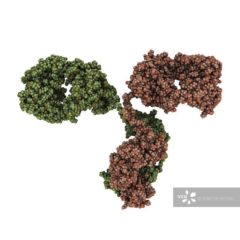 抗体分子图片素材