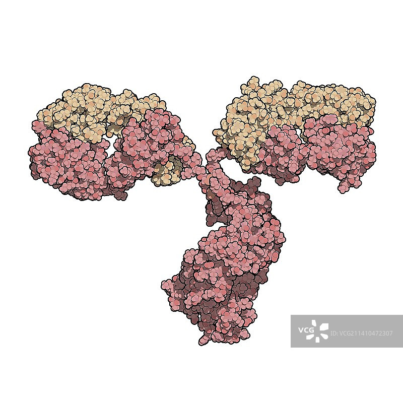 抗体分子图片素材