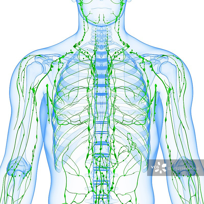 人体淋巴系统艺术图图片素材