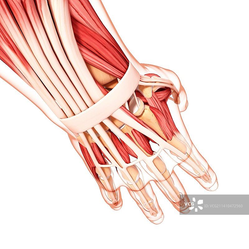 人手臂肌肉组织，艺术作品图片素材