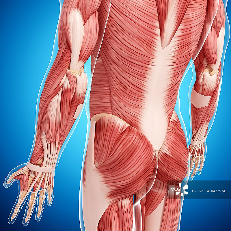 人类肌肉组织，艺术品图片素材
