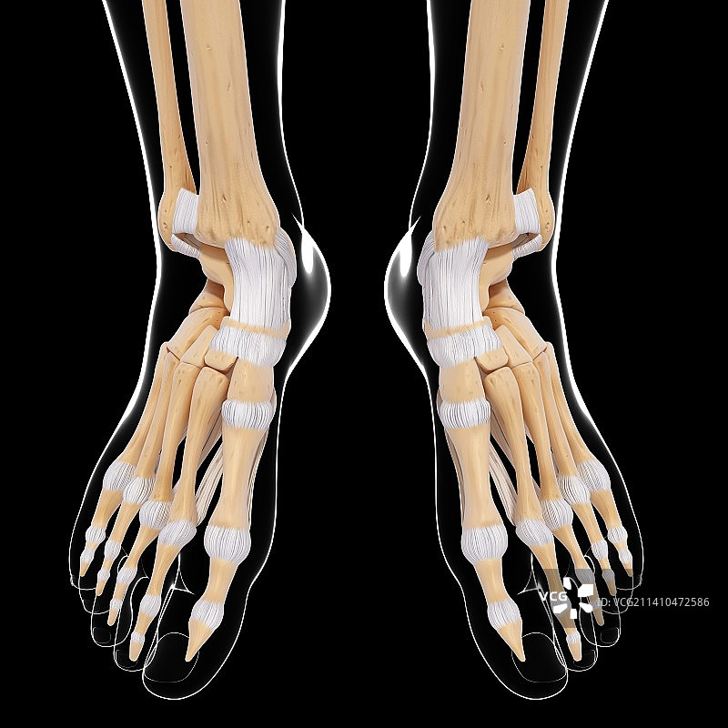 人类足骨艺术图图片素材