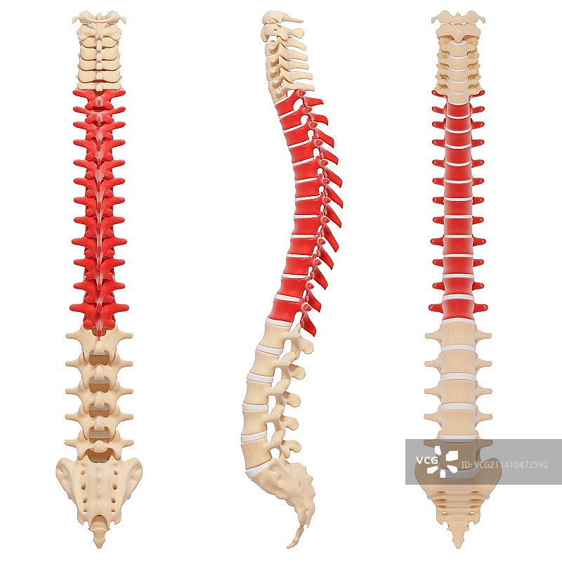 人体脊柱，艺术品图片素材