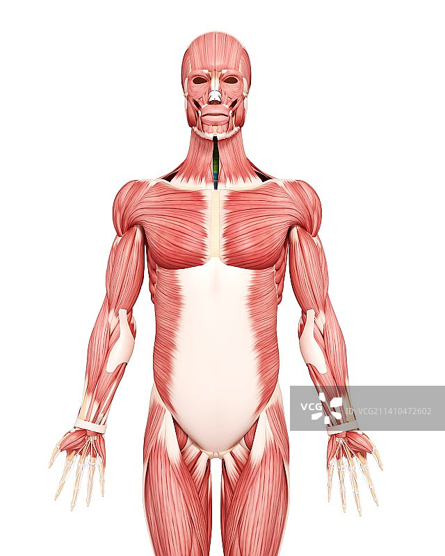 男性肌肉组织，艺术品图片素材