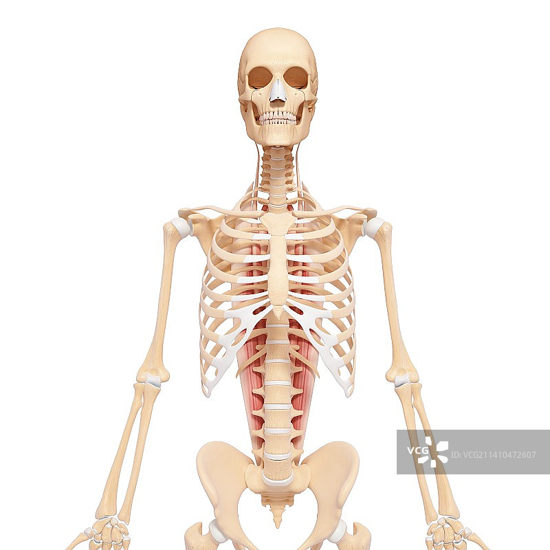 人类肌肉组织，艺术品图片素材