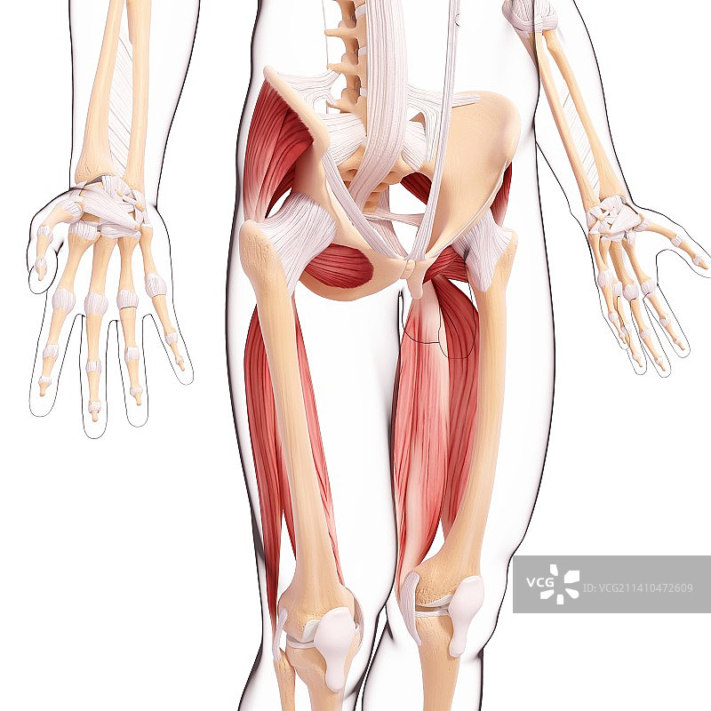 人类腿部肌肉组织，艺术品图片素材