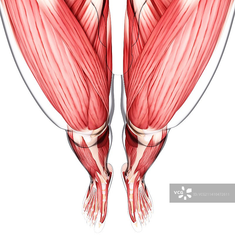 人类腿部肌肉组织，艺术品图片素材