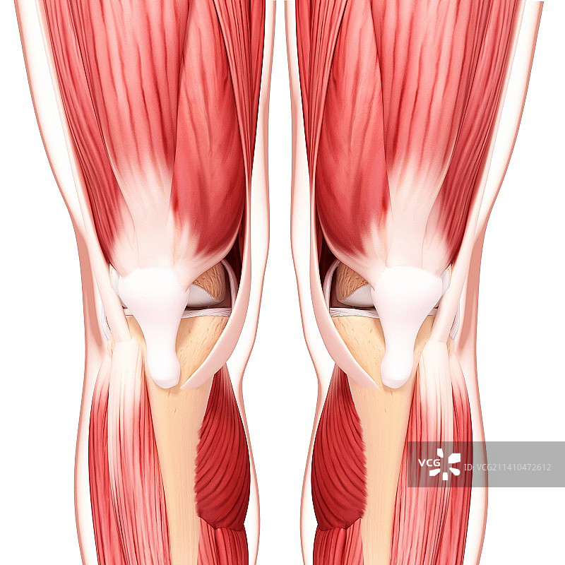 人类腿部肌肉组织，艺术品图片素材