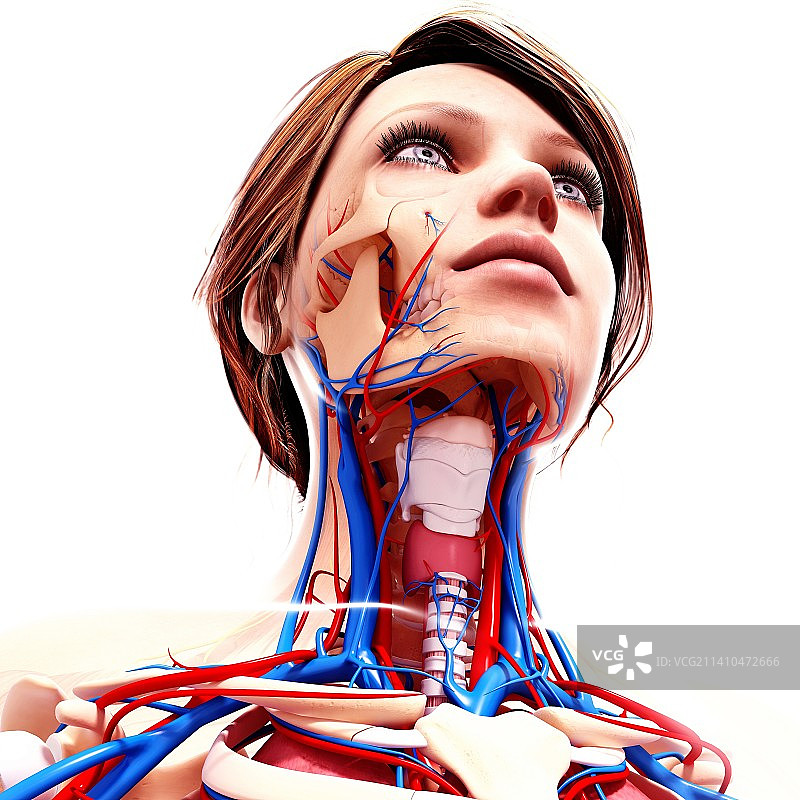 女性解剖学、艺术品图片素材