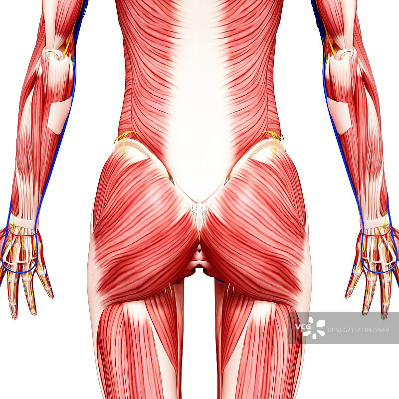 女性肌肉线条艺术作品图片素材