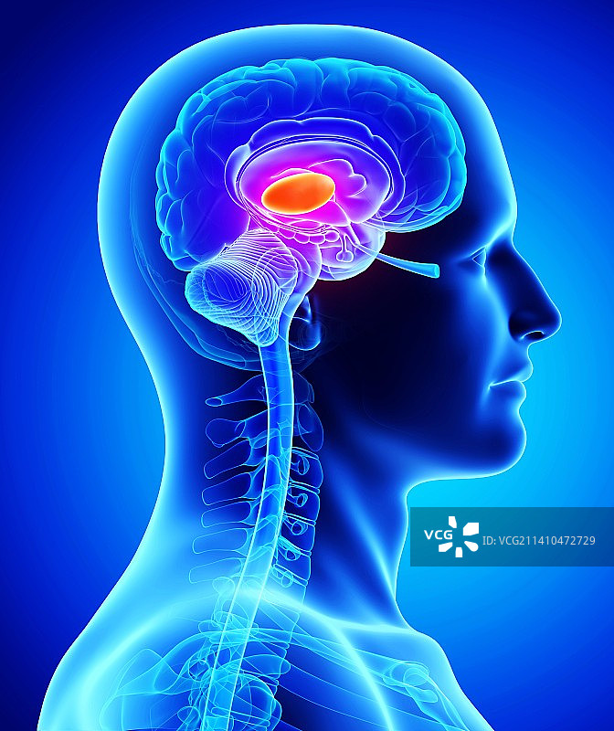 男性大脑艺术图图片素材