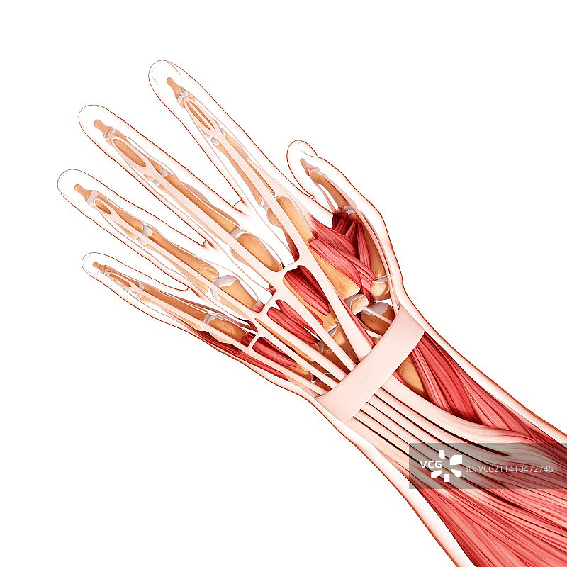 人手肌肉结构图片素材