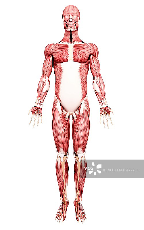 男性肌肉组织，艺术品图片素材