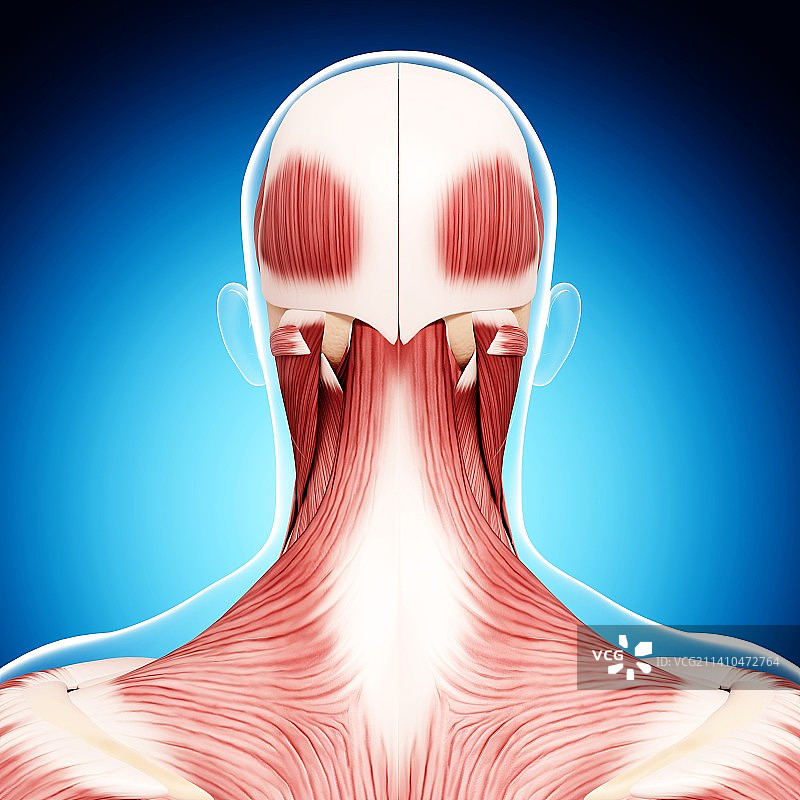 人头肌肉组织，艺术作品图片素材