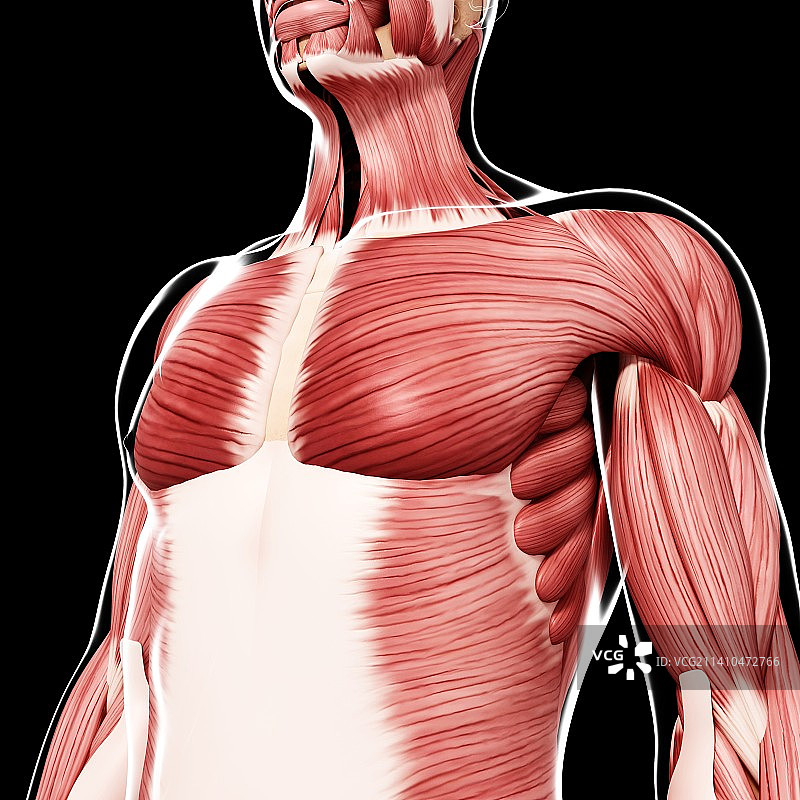 人类肌肉组织，艺术品图片素材
