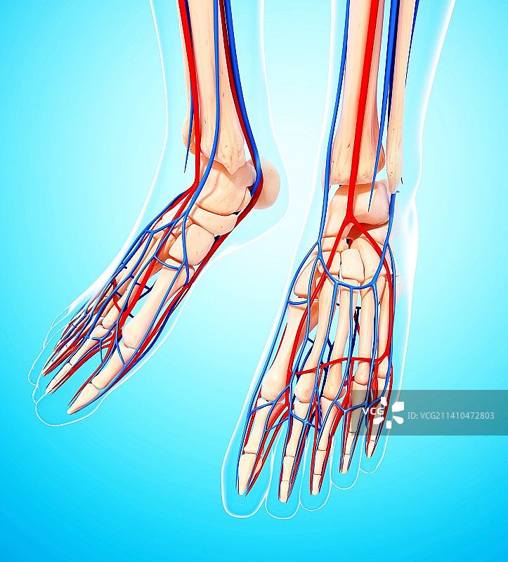 人类腿部心血管系统图片素材