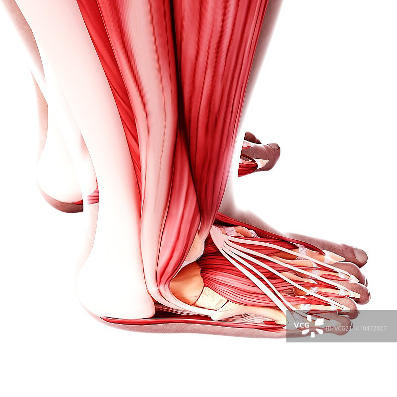 人类腿部肌肉组织，艺术品图片素材