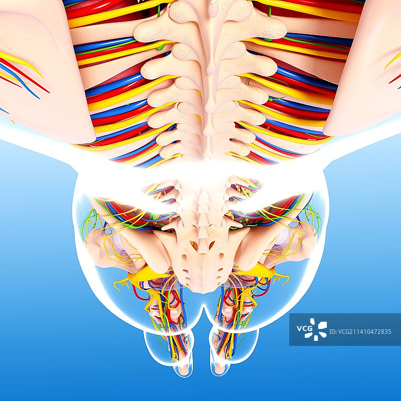 人体解剖，艺术品图片素材