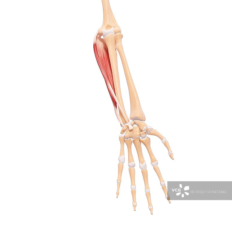 人手臂肌肉组织，艺术作品图片素材