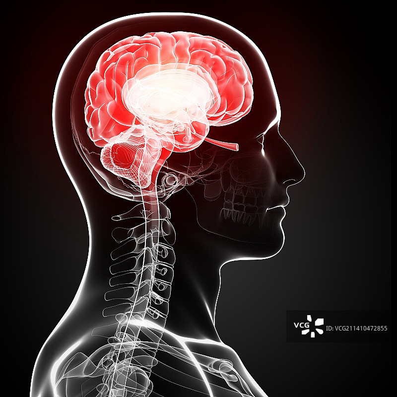 男性大脑艺术图图片素材