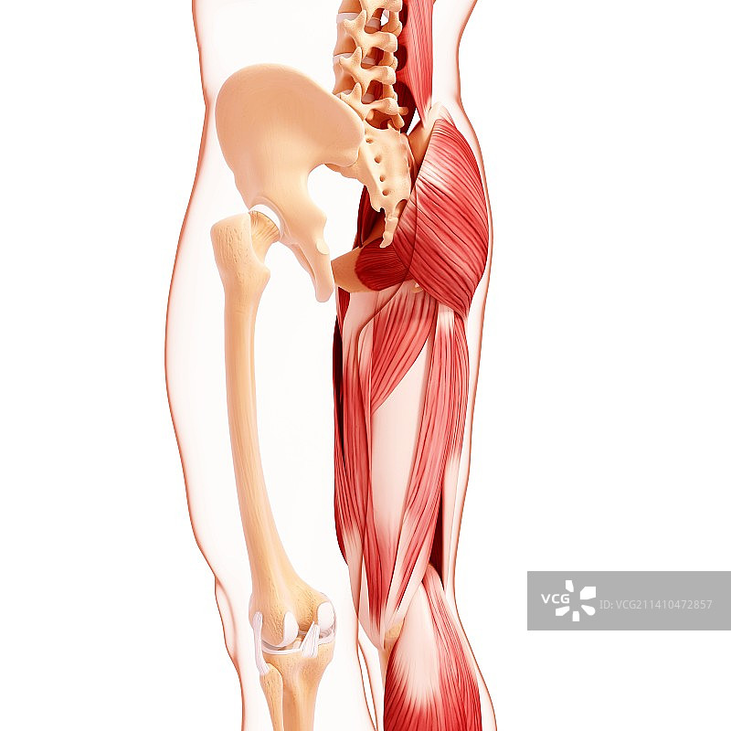 人类腿部肌肉组织，艺术品图片素材