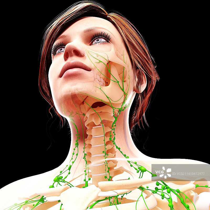 女性淋巴系统，艺术品图片素材