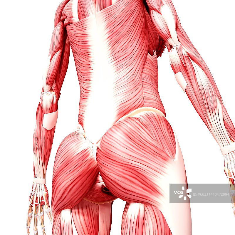 女性肌肉线条艺术作品图片素材