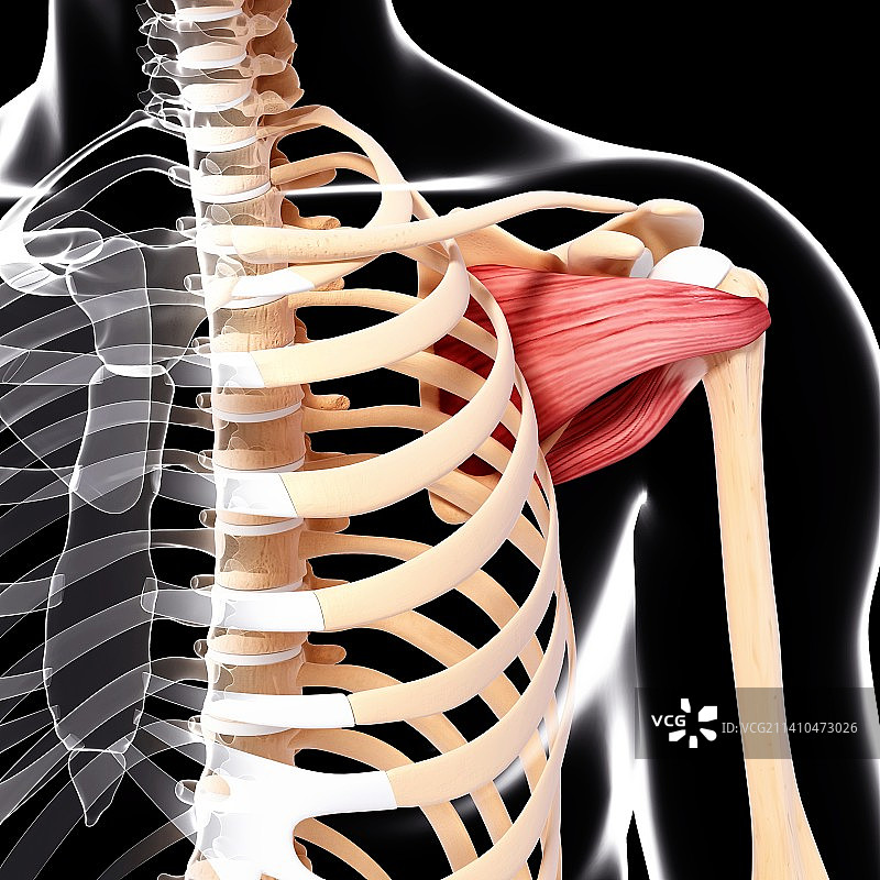 人类肩部肌肉结构艺术图片素材