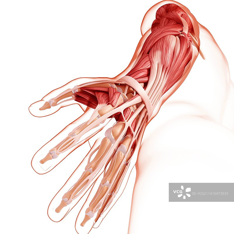 人手臂肌肉组织，艺术作品图片素材