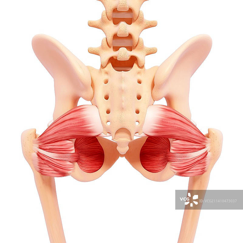 人类髋部肌肉组织图片素材