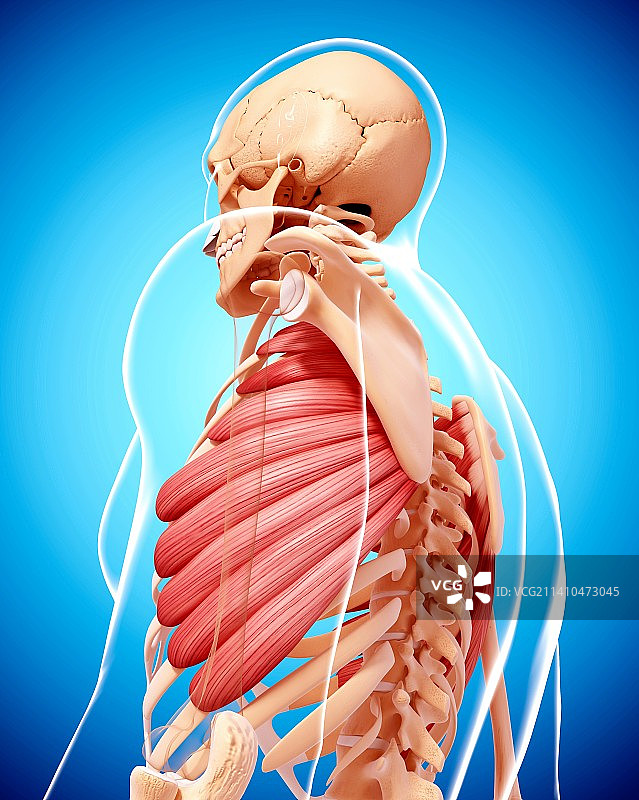 人类肌肉组织，艺术品图片素材