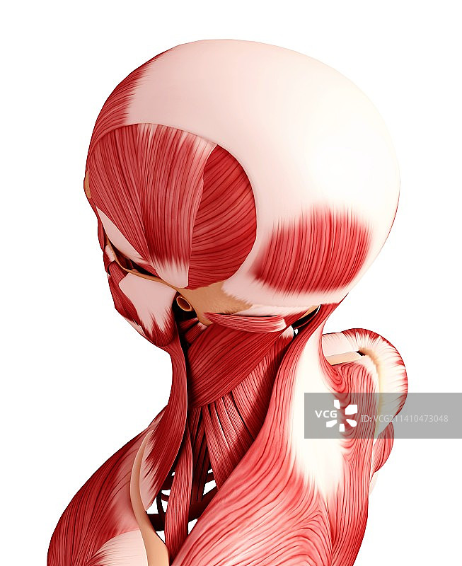 人类肌肉组织，艺术品图片素材