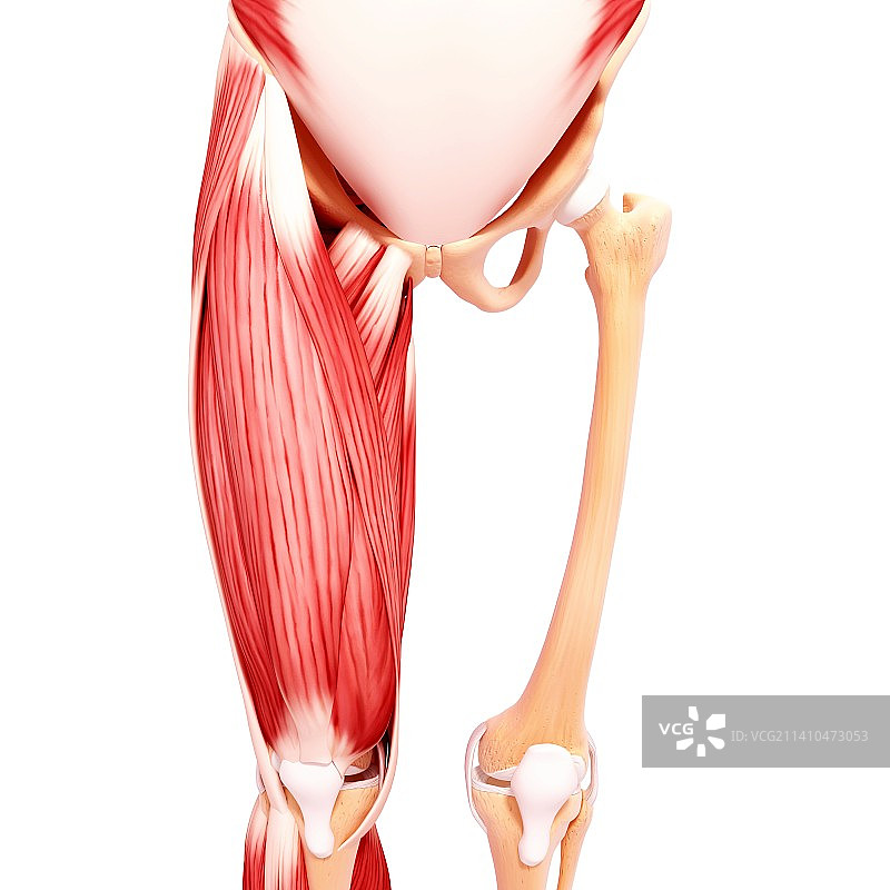 人类腿部肌肉组织，艺术品图片素材