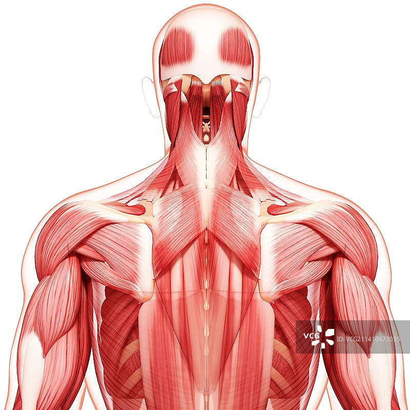 人类肌肉组织，艺术品图片素材