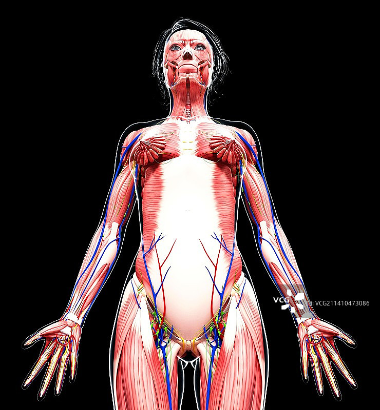 女性解剖学、艺术品图片素材