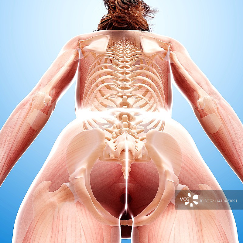 女性骨骼，艺术品图片素材