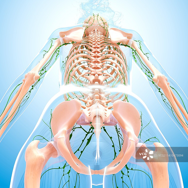 女性淋巴系统，艺术品图片素材