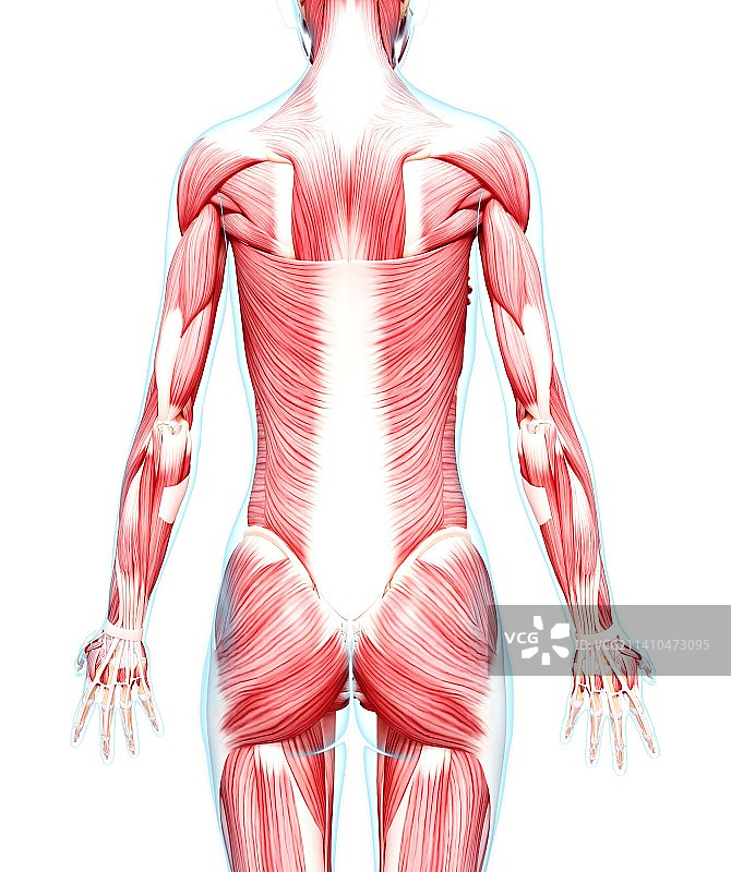 女性肌肉线条艺术作品图片素材