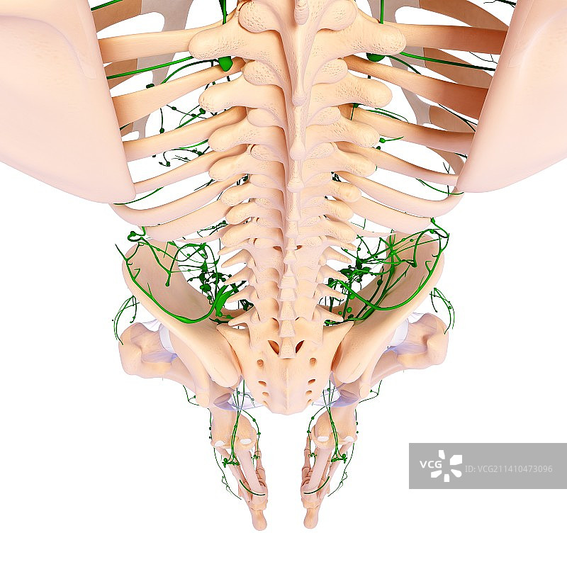人体淋巴系统艺术图图片素材