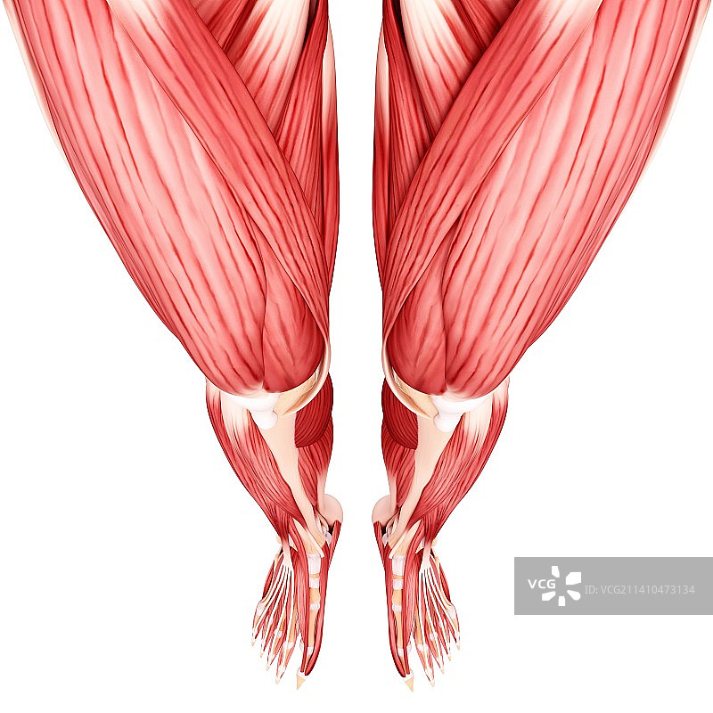 人类腿部肌肉组织，艺术品图片素材