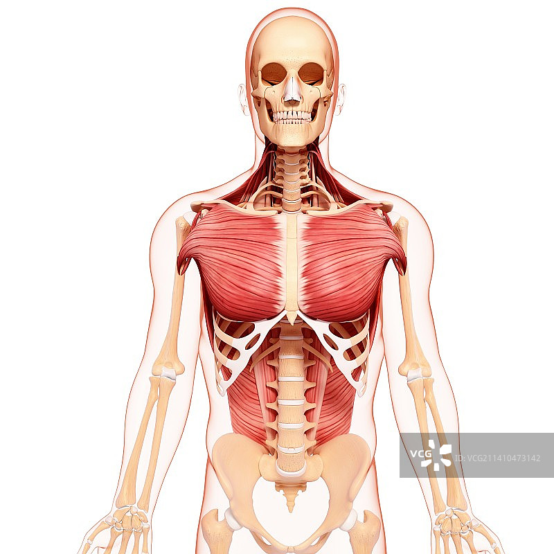 人类肌肉组织，艺术品图片素材