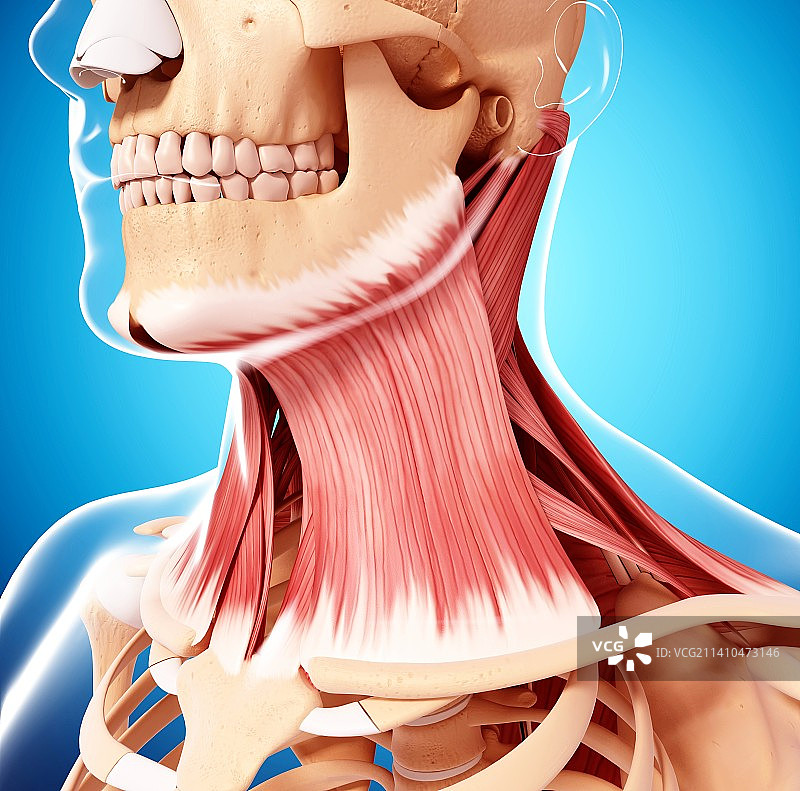 人体颈部肌肉结构艺术图图片素材