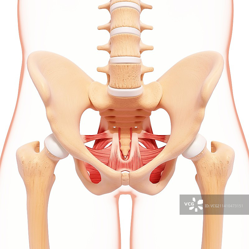 人类髋部肌肉组织图片素材