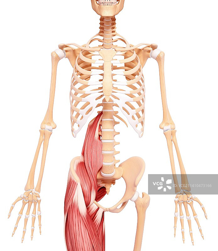 人类肌肉组织，艺术品图片素材